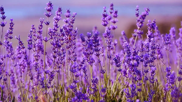 como-fazer-aromatizador-de-ambiente-caseiro_1-lavanda