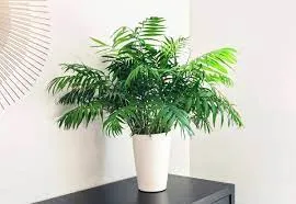 plantas-para-escritorios-exemplos_24