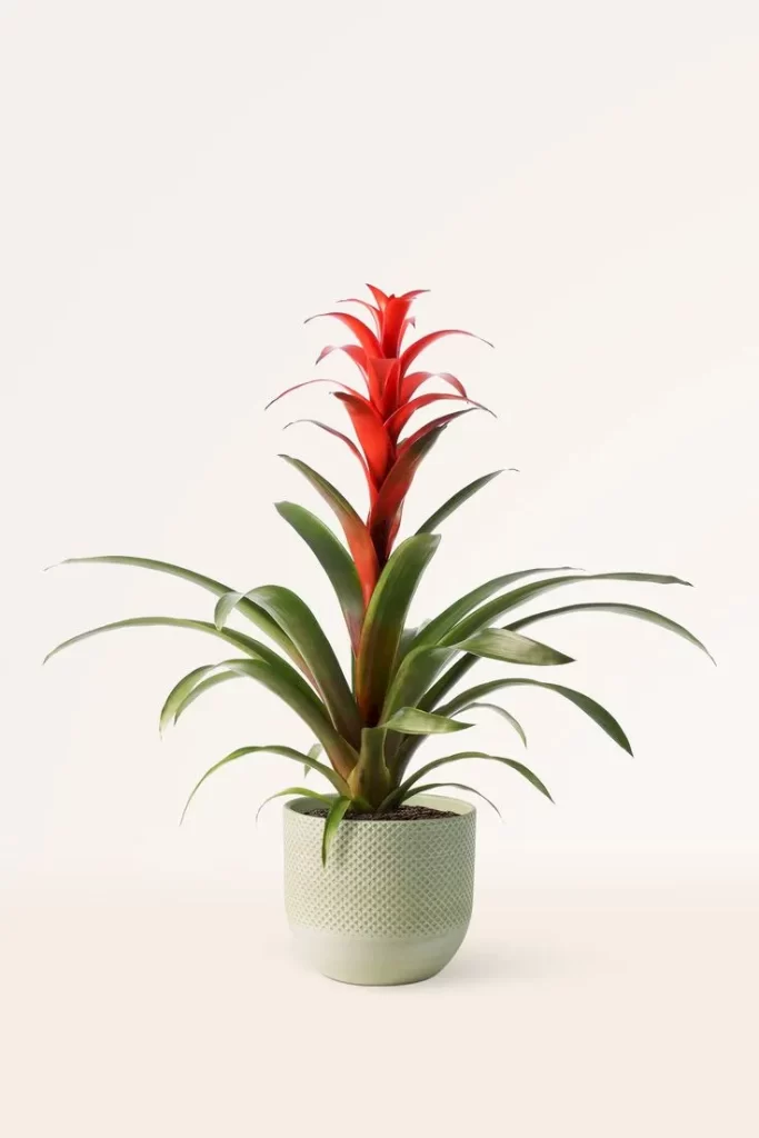 plantas-para-escritorio-fechado-bromelia