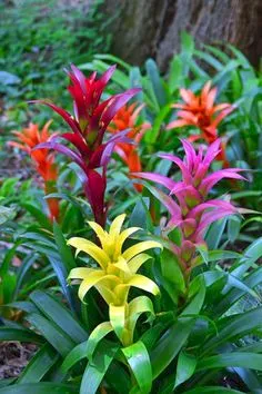 plantas-para-escritorio-fechado-bromelia_1