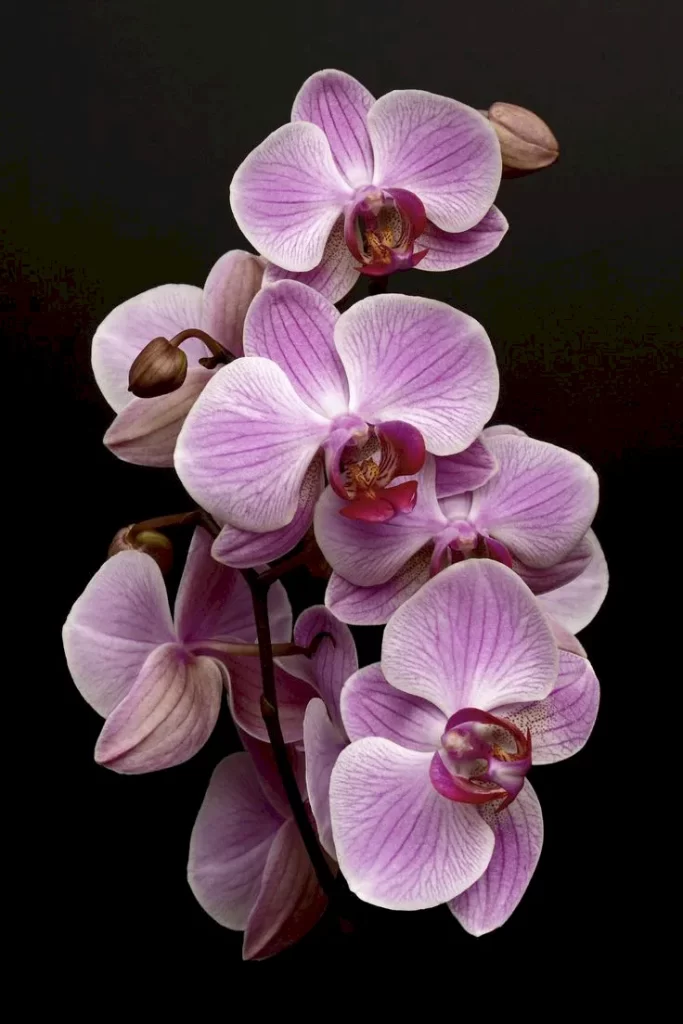 plantas-para-escritorio-fechado-orquideas_1