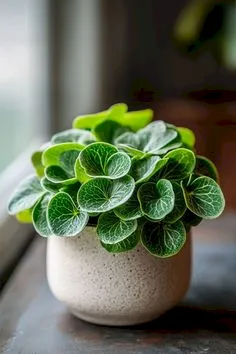 plantas-para-escritorio-fechado-peperomia