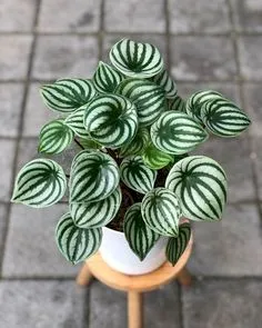 plantas-para-escritorio-fechado-peperomia_1